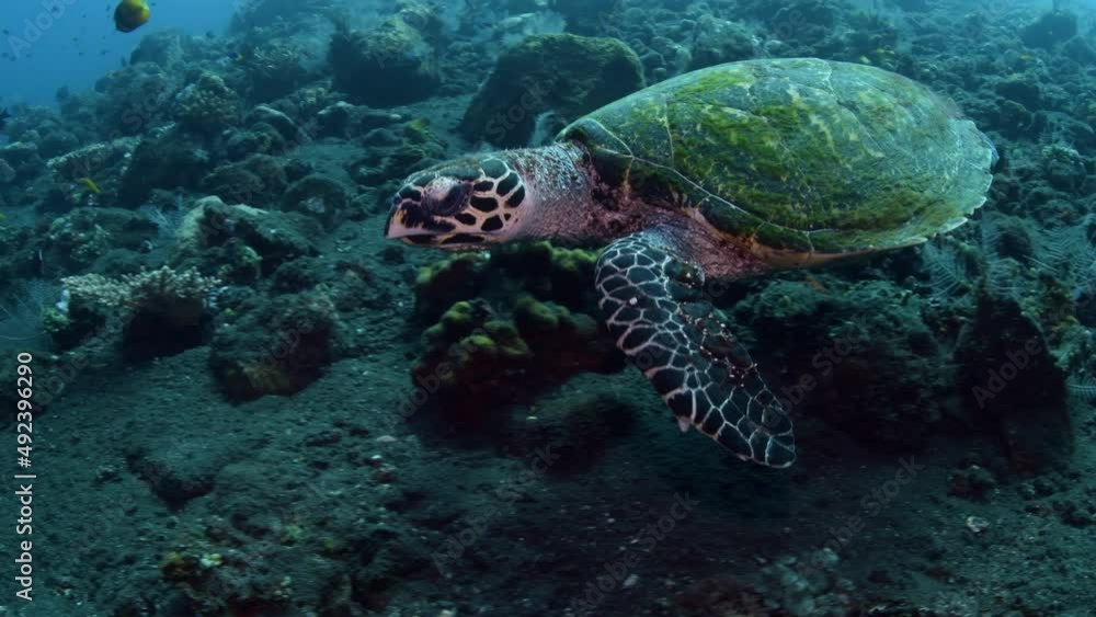 Hawksbill Turtle - Eretmochelys imbricata swims along coral reefs. Underwater world of Tulamben, Bali, Indonesia. Hawksbill Turtle - Eretmochelys imbricata swims along coral reefs. Underwater world of Tulamben, Bali, Indonesia.