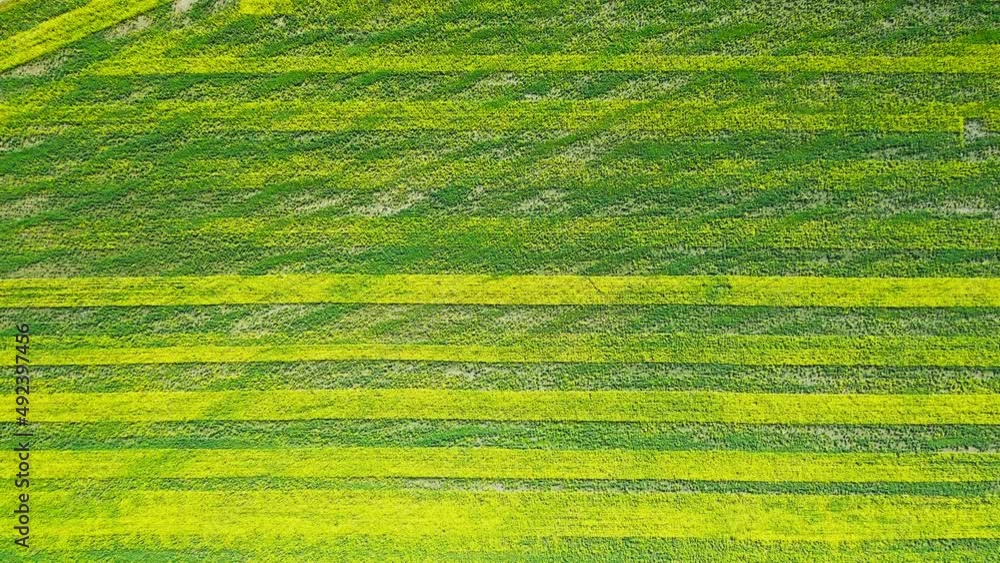 View of the fields and roads from the height of a flying drone. Bright yellow field with rapeseed flowers. Aerial drone view flight. Flying over the rapeseed field during rapeseed flowers
View of the fields and roads from the height of a flying drone. Bright yellow field with rapeseed flowers. Aerial drone view flight. Flying over the rapeseed field during rapeseed flowers