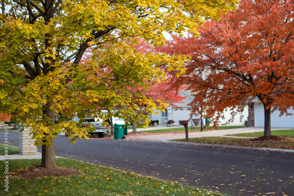 Naklejka premium Colorful Autumn Trees along a Beautiful Neighborhood Street in Suburban Illinois