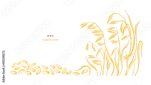 Golden oat  seed Vector golden engraving Farm food