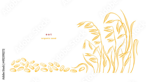 Golden oat, seed Vector golden engraving Farm food