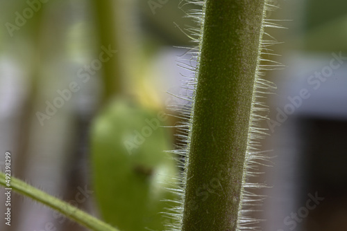 hairy tomato plant stem in greenhouse