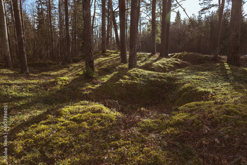 uneven forest ground with
old excavations. uneven forest ground with
old excavations.