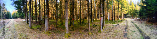 Panoramablick durch ein Waldstück bei Abendsonne © penphoto