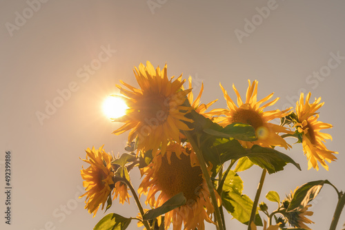 Quadro su tela Sonnenblumen im Hochsommer an einem sehr heißen Tag