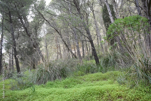 Woods on Mount Bonifato, Sicily photo