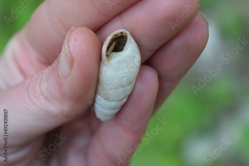 White shell of a snail of the Enidae family, held in hand photo