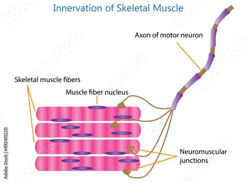 Innervation of Skeletal Muscle, Your brain signal goes through your nervous system to your muscle