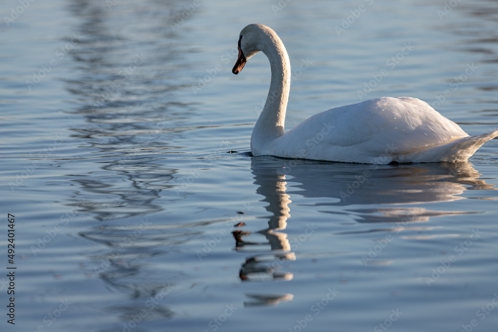 Obraz premium A mute swan Cygnus olor swimming on a blue lake in Winter. The swan is in threat posture, driving off last years young from the lake