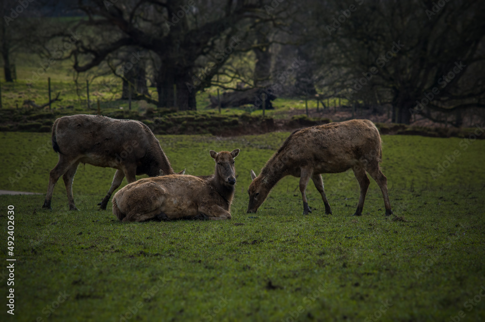 three deer relaxing in a field together three deer relaxing in a field together