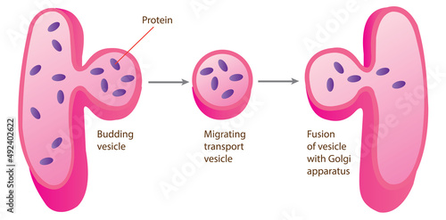 The proteins are transported within the cell. Proteins are manufactured at the ribosome and then released into the internal compartments of the  rough ER