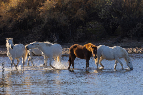 Fototapeta Naklejka Na Ścianę i Meble -  Wild Horses in the Salt River in the Arizona Desert
