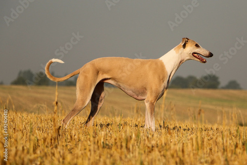 brown and white galgo is standing in a stubble field