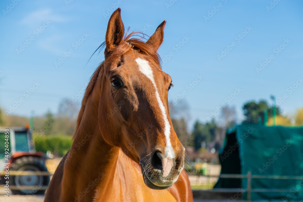 Fototapeta premium Horse farm beautiful horses on the farm. selective focus.