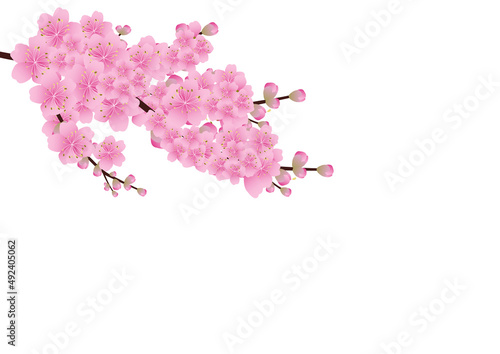 Sakura flowers background. cherry blossom isolated white background