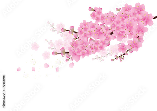 Fotobehang Sakura flowers background