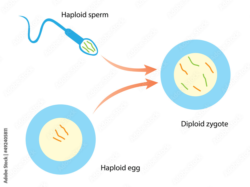 Vetor de Diploid cells carry chromosomes from two parents. A diploid ... Biology Diagrams