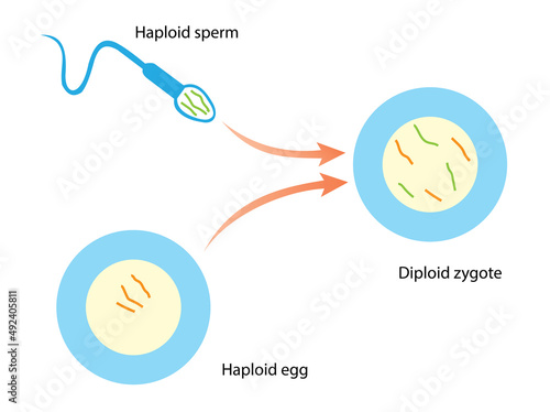 Diploid cells carry chromosomes from two parents. A diploid cell contains two versions of each chromosome, one contributed by the haploid egg of the mother, the other by the haploid sperm of father