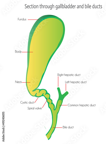 Section through gallbladder and bile ducts