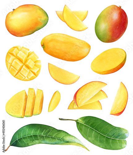 Watercolor collection of the mango fruits and fruit parts