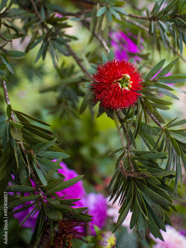 Red albizia at Doi Inthanon National Park in Chiang Mai, Thailand