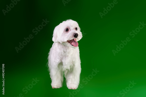 Maltese lapdog interested in animal training on a green background