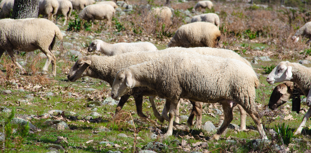 Flock of sheep ready to shear and give milk. Extensive and sustainable livestock. Selective focus. Flock of sheep ready to shear and give milk. Extensive and sustainable livestock. Selective focus.