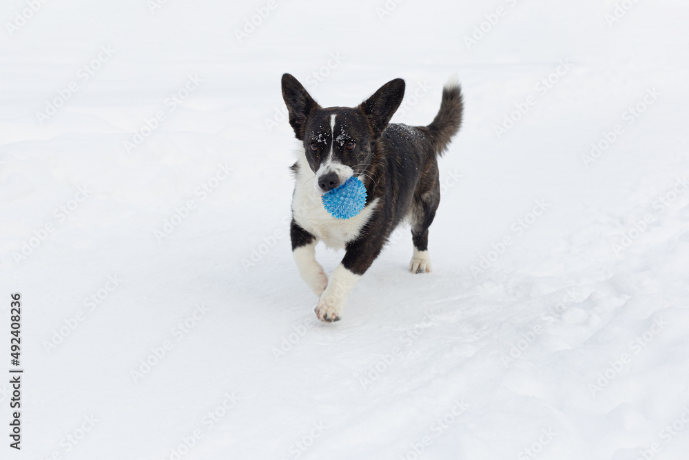 A thoroughbred dog runs with a toy in the snow. Welsh corgi Pembroke. Pets A thoroughbred dog runs with a toy in the snow. Welsh corgi Pembroke. Pets