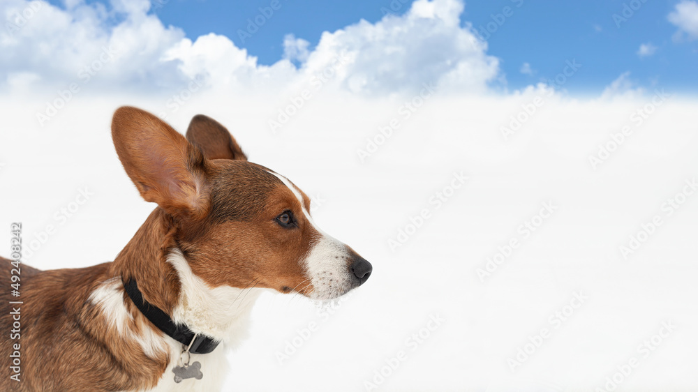Thoroughbred dog close-up. Welsh Corgi Pembroke. Pets. Copy space Thoroughbred dog close-up. Welsh Corgi Pembroke. Pets. Copy space