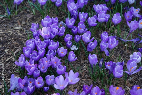 crocus