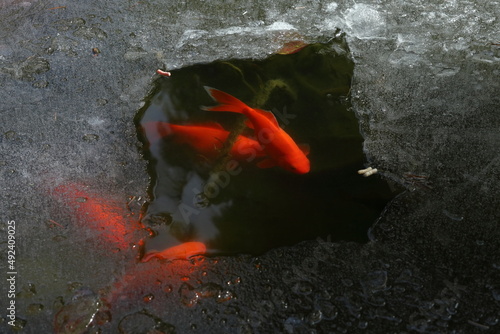 Group of red crucian fishes swimming under ice in the winter pond 