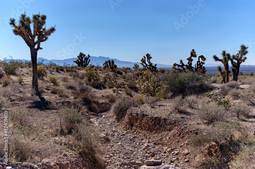  Views along Joshua Tree Road. Mojave Desert near Mesquite, Nevada © Annee