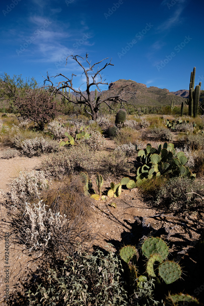 Path through desert vegetation including cacti. Sabino Canyon Recreation Area Path through desert vegetation including cacti. Sabino Canyon Recreation Area