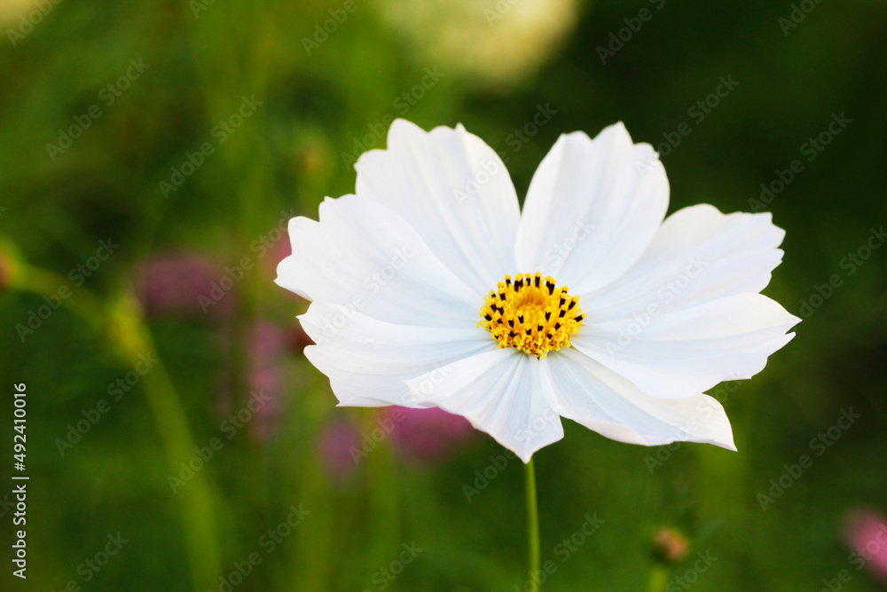 close up beautiful sulfur Cosmos Flower with burl background close up beautiful sulfur Cosmos Flower with burl background