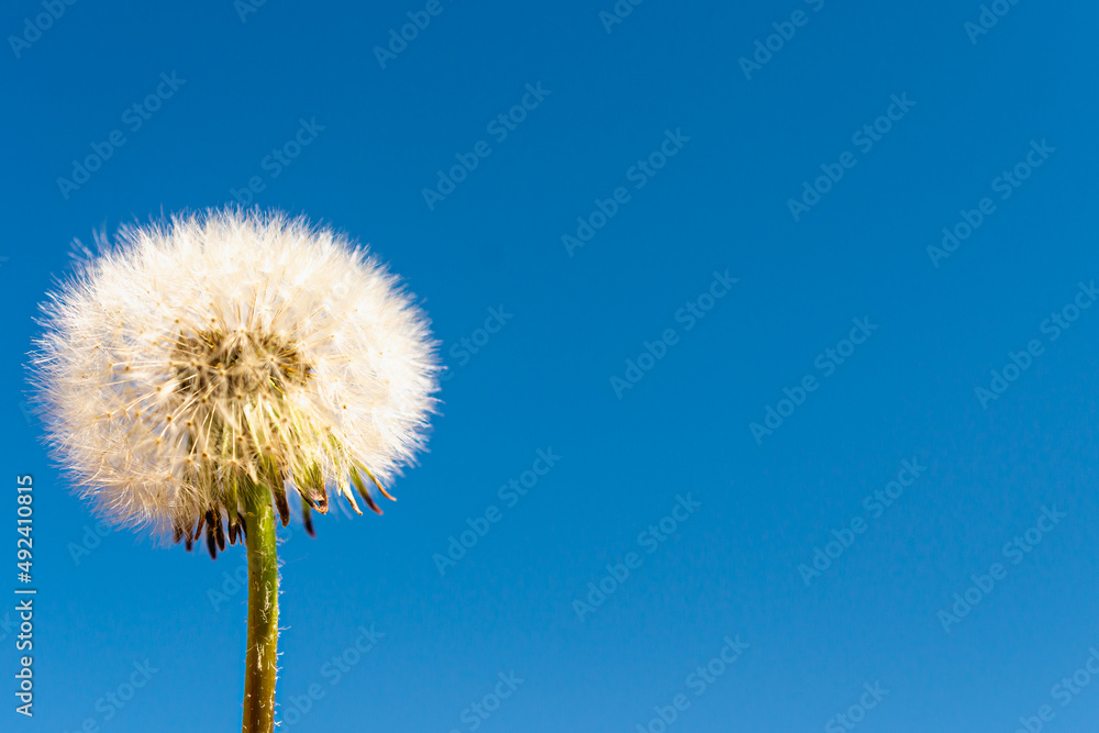 White dandelion in spring against the blue sky. White dandelion in spring against the blue sky.