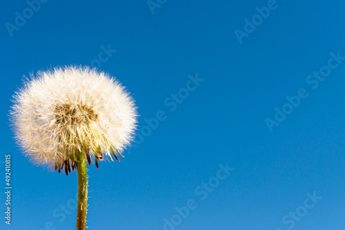 White dandelion in spring against the blue sky.