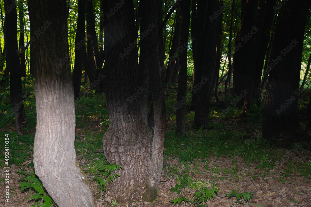 Obraz premium Dense, dark forest with tree trunks.