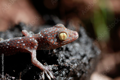 macro shot of the eye of a Tokay Gecko (Gecko gecko).