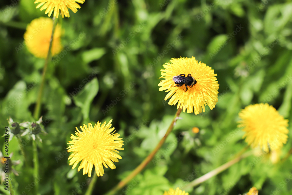Bee on a yellow dandelion dusing spring time. Bee on a yellow dandelion dusing spring time.