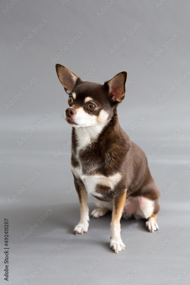 Selective focus vertical three-quarter view of tiny tricolor chihuahua staring intently while sitting against plain grey background