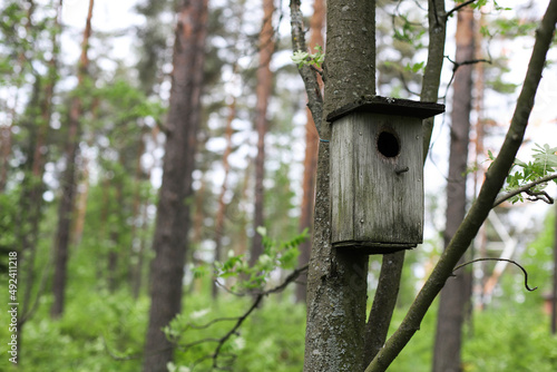 wooden bird house in a green forest