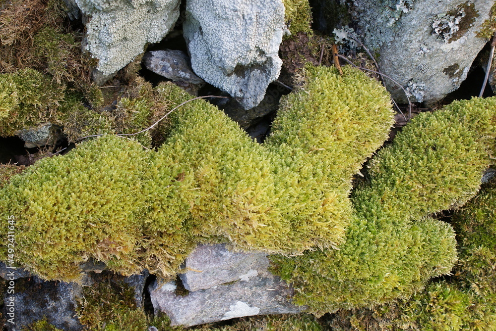 Obraz premium SONY DSC