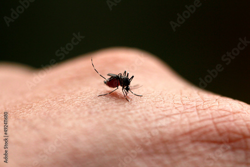  Dangerous Zica virus aedes aegypti mosquito on human skin ,Aedes aegypti Mosquito. Close up a Mosquito sucking human blood