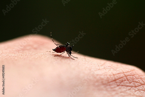 Dangerous Zica virus aedes aegypti mosquito on human skin ,Aedes aegypti Mosquito. Close up a Mosquito sucking human blood