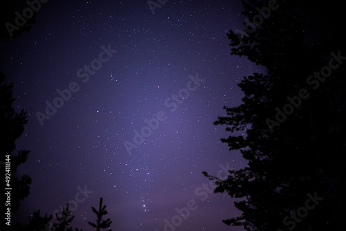 Forest night sky with bright stars