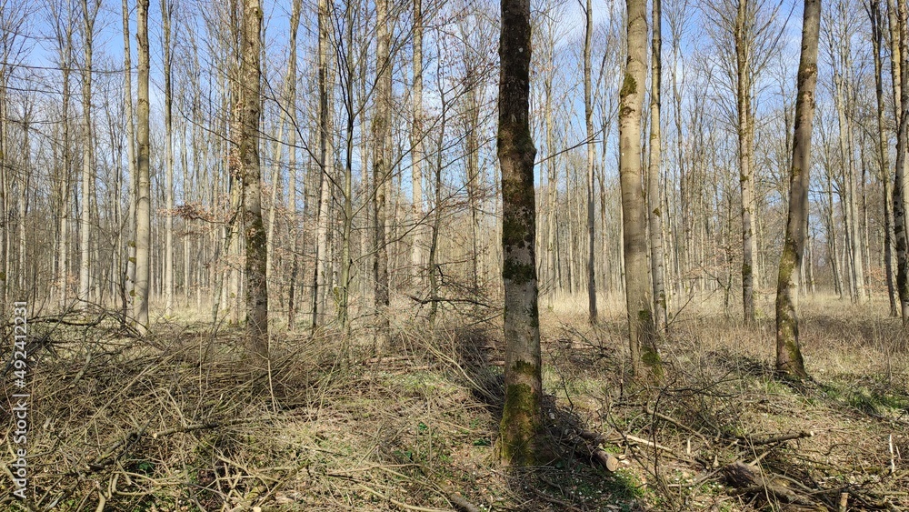 Obraz premium Oberwald Karlsruhe Durlach