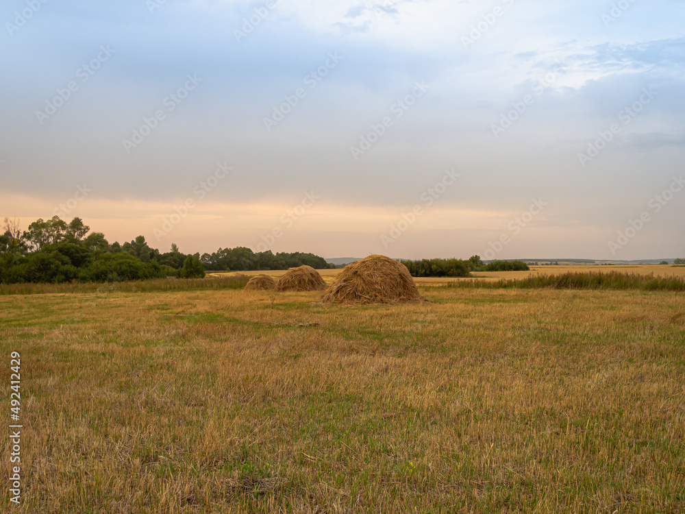 Yellow field with harvested field and hay.
