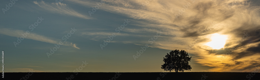 Tree (silhouette) with clouds and sunset. Banner.