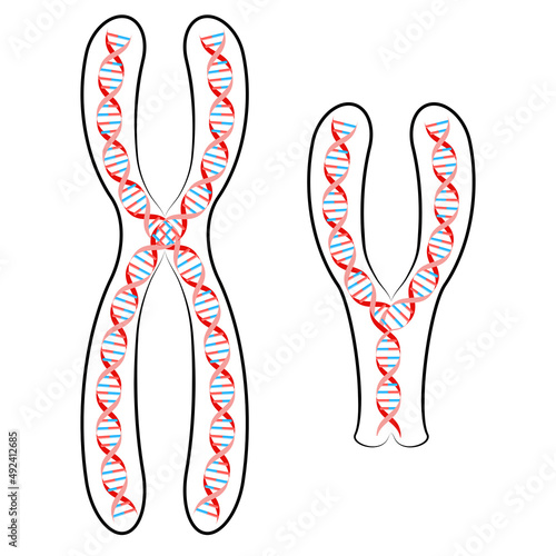 X and Y chromosome with DNA.
