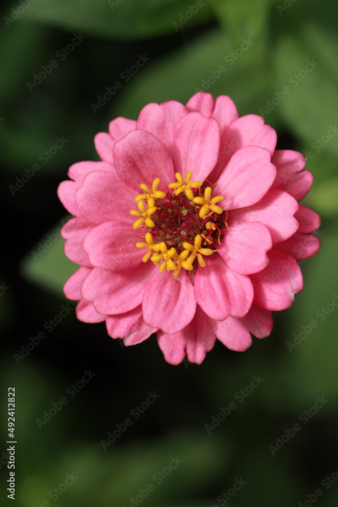 single pink zinnia flower closed up,macro shot of zinnia flower single pink zinnia flower closed up,macro shot of zinnia flower